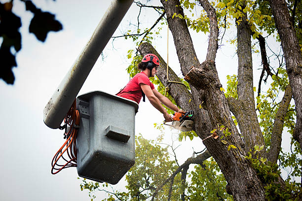 Emergency Storm Tree Removal in Port Richey, FL